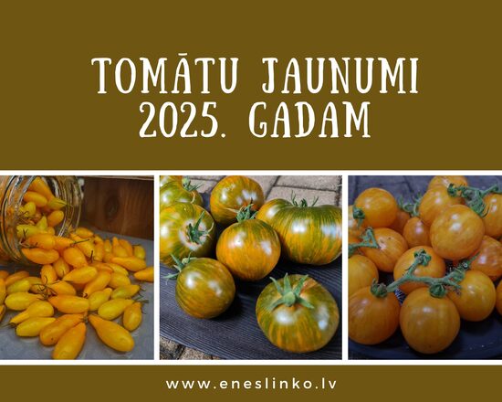Jaunumi 2025. gadam